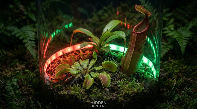 母狗植物视频-食虫植物微距视频拍摄
